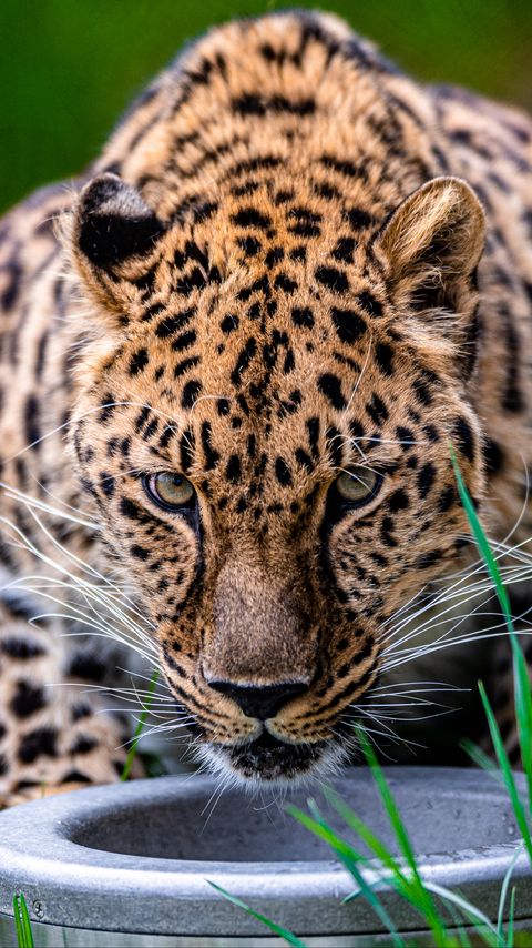 Download wallpaper 2160x3840 leopard, animal, big cat, predator, glance, wildlife samsung galaxy s4, s5, note, sony xperia z, z1, z2, z3, htc one, lenovo vibe hd background