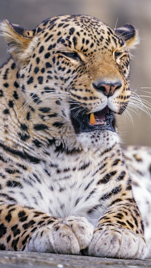 Download wallpaper 2160x3840 leopard, animal, predator, yawn, big cat samsung galaxy s4, s5, note, sony xperia z, z1, z2, z3, htc one, lenovo vibe hd background