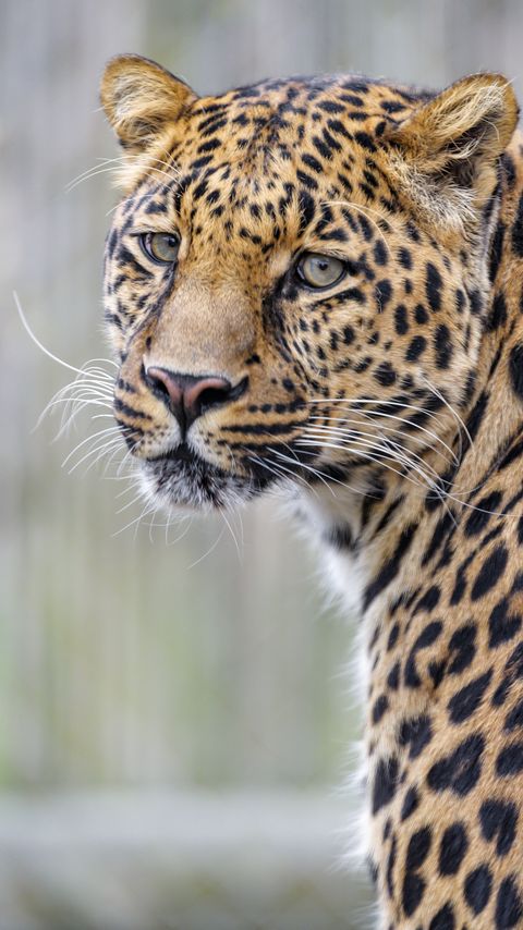 Download wallpaper 2160x3840 leopard, glance, predator, animal, cute samsung galaxy s4, s5, note, sony xperia z, z1, z2, z3, htc one, lenovo vibe hd background