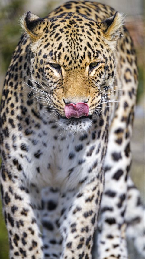 Download wallpaper 2160x3840 leopard, predator, animal, protruding tongue samsung galaxy s4, s5, note, sony xperia z, z1, z2, z3, htc one, lenovo vibe hd background