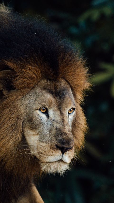 Download wallpaper 2160x3840 lion, animal, predator, king of beasts, mane, brown samsung galaxy s4, s5, note, sony xperia z, z1, z2, z3, htc one, lenovo vibe hd background