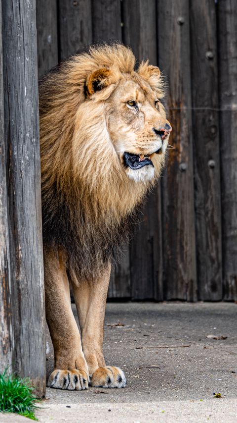 Download wallpaper 2160x3840 lion, animal, predator, king of beasts samsung galaxy s4, s5, note, sony xperia z, z1, z2, z3, htc one, lenovo vibe hd background