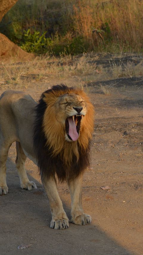 Download wallpaper 2160x3840 lion, animal, predator, yawn, protruding tongue, savannah samsung galaxy s4, s5, note, sony xperia z, z1, z2, z3, htc one, lenovo vibe hd background