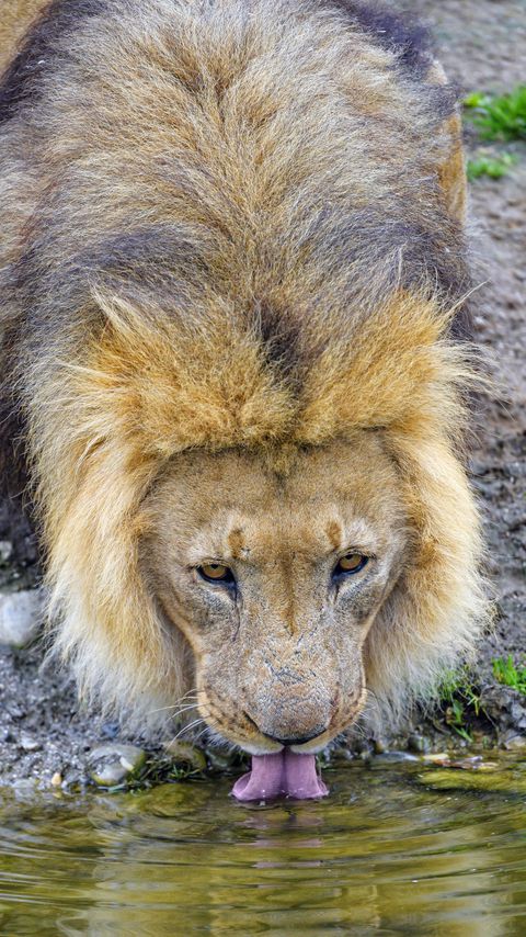 Download wallpaper 2160x3840 lion, predator, protruding tongue, water, big cat samsung galaxy s4, s5, note, sony xperia z, z1, z2, z3, htc one, lenovo vibe hd background