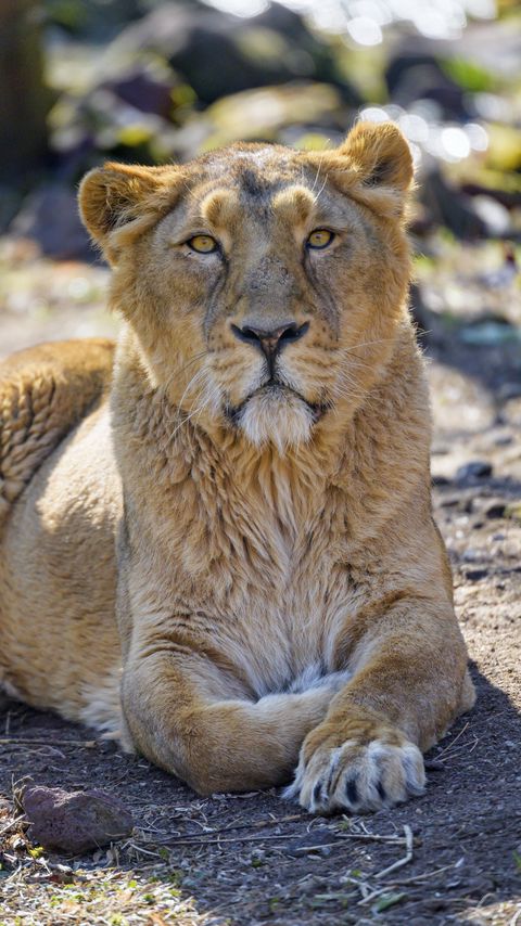 Download wallpaper 2160x3840 lioness, predator, glance, big cat, wildlife samsung galaxy s4, s5, note, sony xperia z, z1, z2, z3, htc one, lenovo vibe hd background