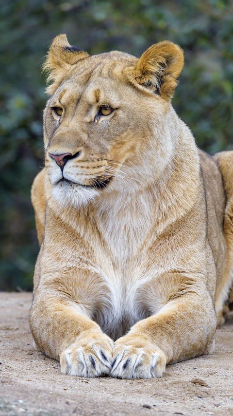 Download wallpaper 2160x3840 lioness, predator, glance, wildlife samsung galaxy s4, s5, note, sony xperia z, z1, z2, z3, htc one, lenovo vibe hd background