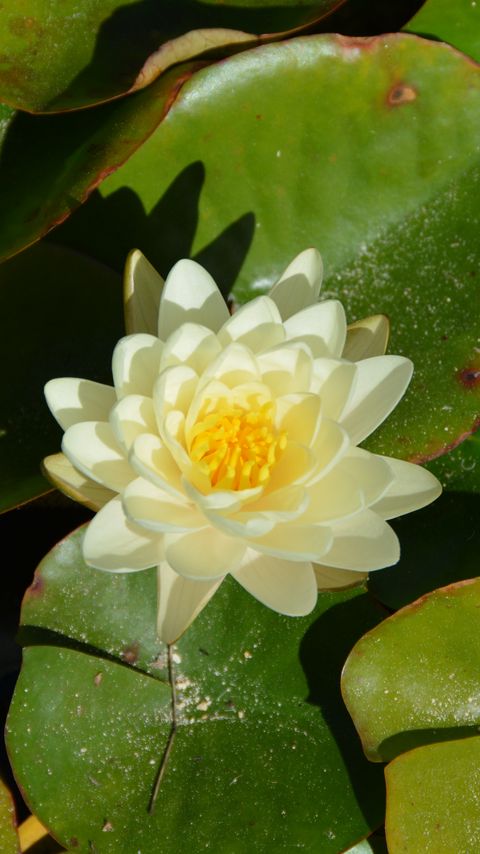 Download wallpaper 2160x3840 lotus, flower, white, bloom samsung galaxy s4, s5, note, sony xperia z, z1, z2, z3, htc one, lenovo vibe hd background