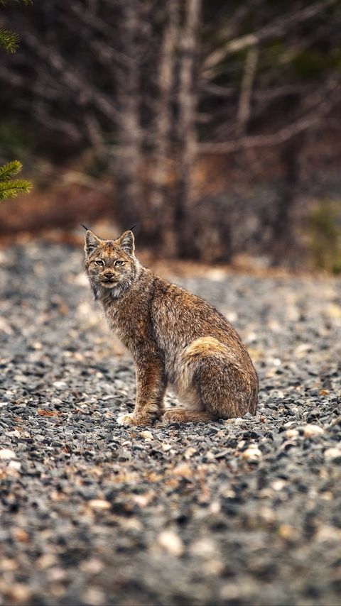 Download wallpaper 2160x3840 lynx, animal, big cat, predator, wildlife samsung galaxy s4, s5, note, sony xperia z, z1, z2, z3, htc one, lenovo vibe hd background