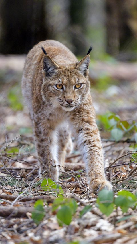 Download wallpaper 2160x3840 lynx, animal, predator, big cat, brown, wildlife samsung galaxy s4, s5, note, sony xperia z, z1, z2, z3, htc one, lenovo vibe hd background