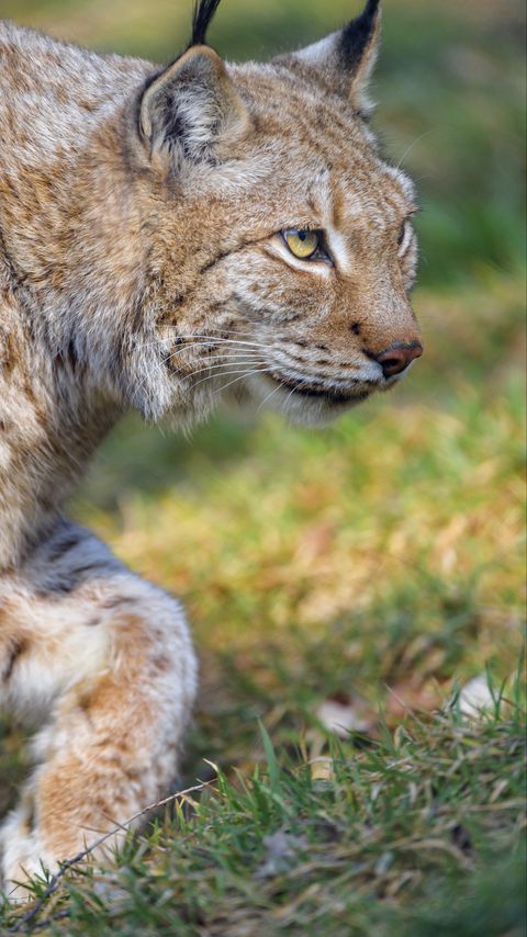 Download wallpaper 2160x3840 lynx, predator, animal, glance, big cat samsung galaxy s4, s5, note, sony xperia z, z1, z2, z3, htc one, lenovo vibe hd background