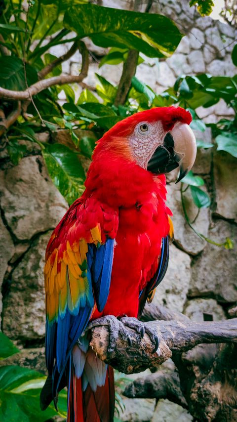 Download wallpaper 2160x3840 macaw, parrot, bird, branches, leaves samsung galaxy s4, s5, note, sony xperia z, z1, z2, z3, htc one, lenovo vibe hd background