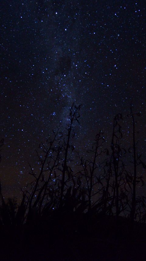 Download wallpaper 2160x3840 milky way, stars, plants, silhouettes, night, dark samsung galaxy s4, s5, note, sony xperia z, z1, z2, z3, htc one, lenovo vibe hd background