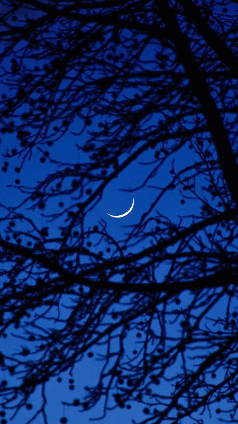 Download wallpaper 2160x3840 moon, branches, tree, night, dark samsung galaxy s4, s5, note, sony xperia z, z1, z2, z3, htc one, lenovo vibe hd background