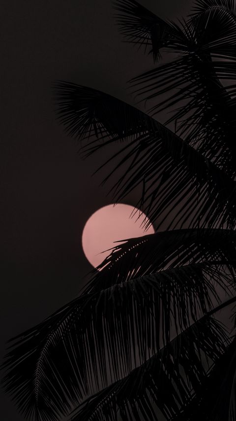 Download wallpaper 2160x3840 moon, palm tree, silhouettes, night, dark samsung galaxy s4, s5, note, sony xperia z, z1, z2, z3, htc one, lenovo vibe hd background