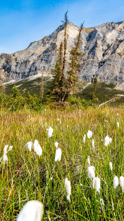 Download wallpaper 2160x3840 mountain, lawn, grass, flowers, landscape, summer samsung galaxy s4, s5, note, sony xperia z, z1, z2, z3, htc one, lenovo vibe hd background