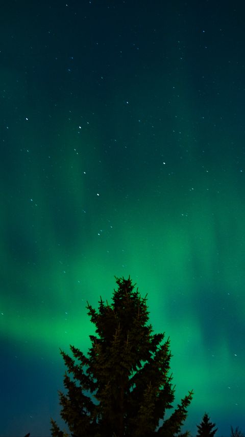 Download wallpaper 2160x3840 northern lights, stars, night, spruce, trees, dark samsung galaxy s4, s5, note, sony xperia z, z1, z2, z3, htc one, lenovo vibe hd background