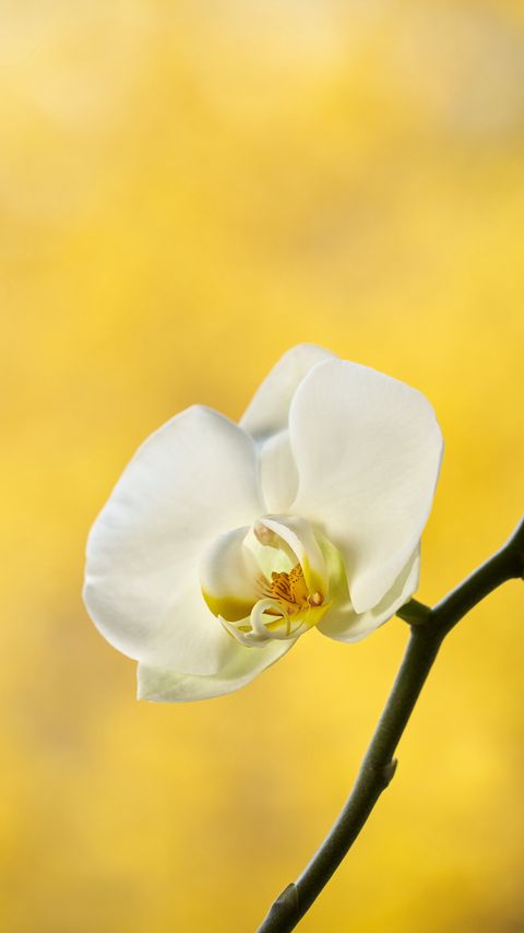 Download wallpaper 2160x3840 orchid, flower, petals, branch, yellow samsung galaxy s4, s5, note, sony xperia z, z1, z2, z3, htc one, lenovo vibe hd background