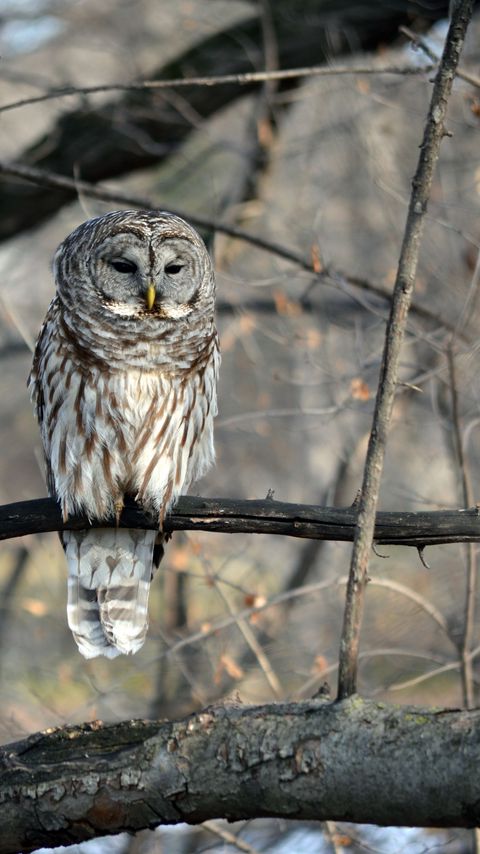 Download wallpaper 2160x3840 owl, bird, tree, branches, wildlife samsung galaxy s4, s5, note, sony xperia z, z1, z2, z3, htc one, lenovo vibe hd background