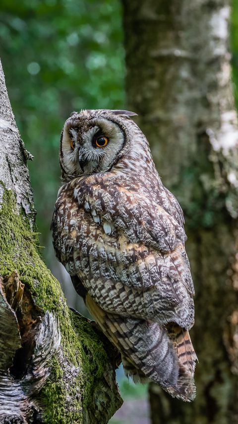 Download wallpaper 2160x3840 owl, bird, trees, moss samsung galaxy s4, s5, note, sony xperia z, z1, z2, z3, htc one, lenovo vibe hd background