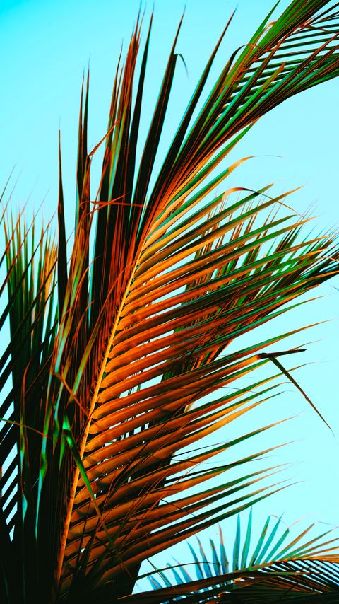 Download wallpaper 2160x3840 palm leaves, palm, leaves, tropics samsung galaxy s4, s5, note, sony xperia z, z1, z2, z3, htc one, lenovo vibe hd background