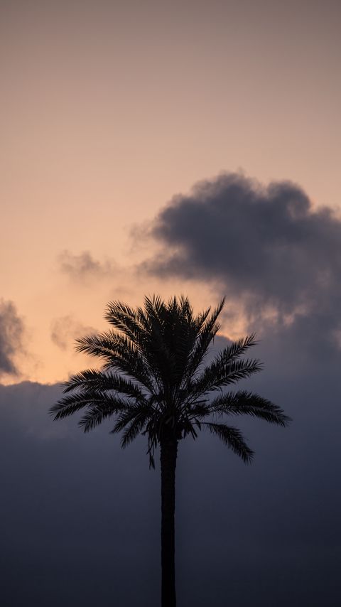 Download wallpaper 2160x3840 palm tree, clouds, twilight, dark samsung galaxy s4, s5, note, sony xperia z, z1, z2, z3, htc one, lenovo vibe hd background