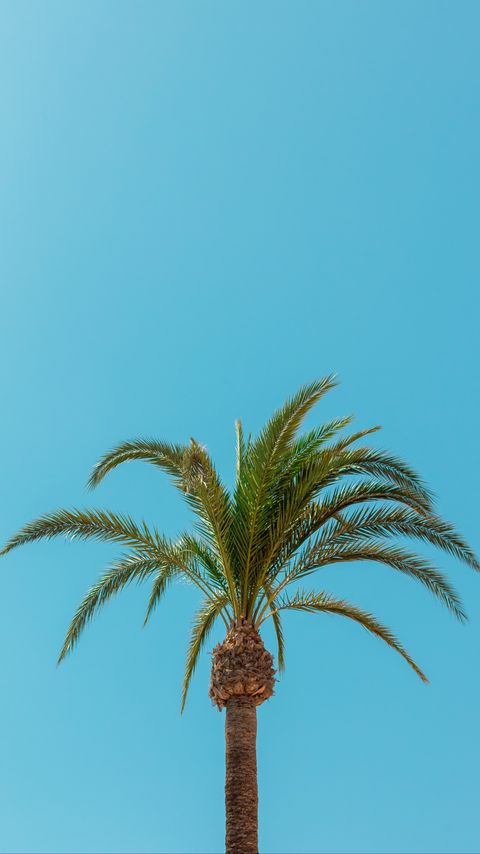 Download wallpaper 2160x3840 palm, tree, leaves, minimalism, tropics samsung galaxy s4, s5, note, sony xperia z, z1, z2, z3, htc one, lenovo vibe hd background