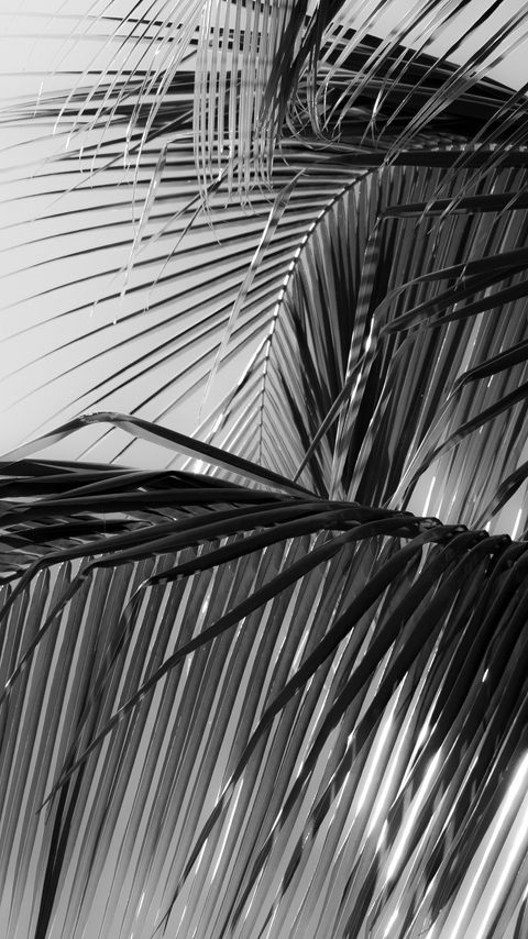 Download wallpaper 2160x3840 palm tree, leaves, macro, black and white samsung galaxy s4, s5, note, sony xperia z, z1, z2, z3, htc one, lenovo vibe hd background