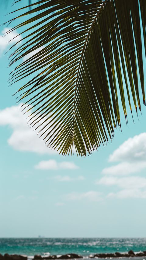 Download wallpaper 2160x3840 palm tree, leaves, sea, beach, tropics samsung galaxy s4, s5, note, sony xperia z, z1, z2, z3, htc one, lenovo vibe hd background