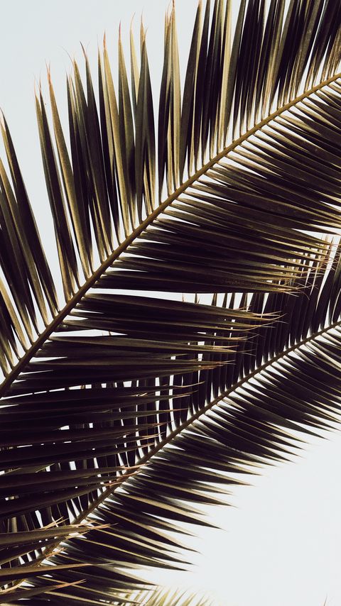 Download wallpaper 2160x3840 palm tree, leaves, tropics samsung galaxy s4, s5, note, sony xperia z, z1, z2, z3, htc one, lenovo vibe hd background