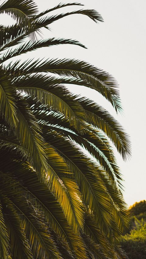 Download wallpaper 2160x3840 palm tree, leaves, tropics, green samsung galaxy s4, s5, note, sony xperia z, z1, z2, z3, htc one, lenovo vibe hd background