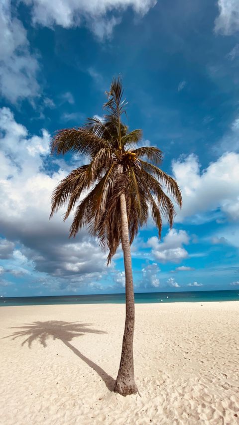 Download wallpaper 2160x3840 palm, tree, sand, beach, summer samsung galaxy s4, s5, note, sony xperia z, z1, z2, z3, htc one, lenovo vibe hd background