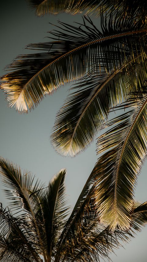 Download wallpaper 2160x3840 palm trees, leaves, bottom view, tropics samsung galaxy s4, s5, note, sony xperia z, z1, z2, z3, htc one, lenovo vibe hd background