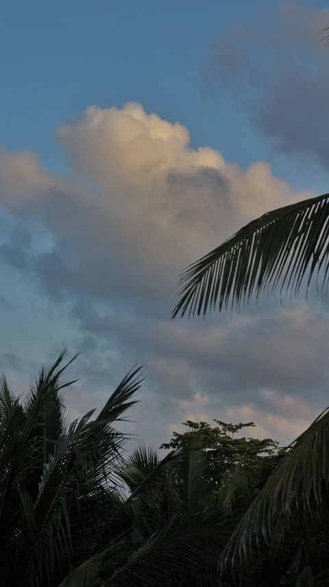 Download wallpaper 2160x3840 palm trees, leaves, clouds, tropics samsung galaxy s4, s5, note, sony xperia z, z1, z2, z3, htc one, lenovo vibe hd background