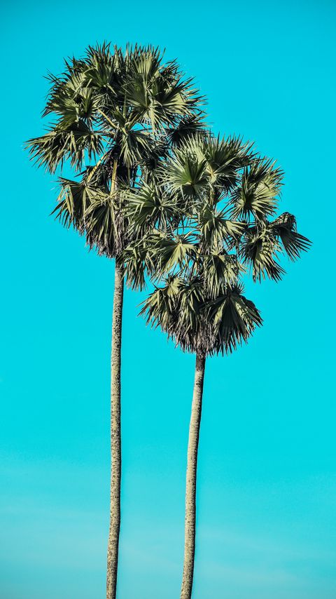 Download wallpaper 2160x3840 palms, trees, summer, minimalism samsung galaxy s4, s5, note, sony xperia z, z1, z2, z3, htc one, lenovo vibe hd background