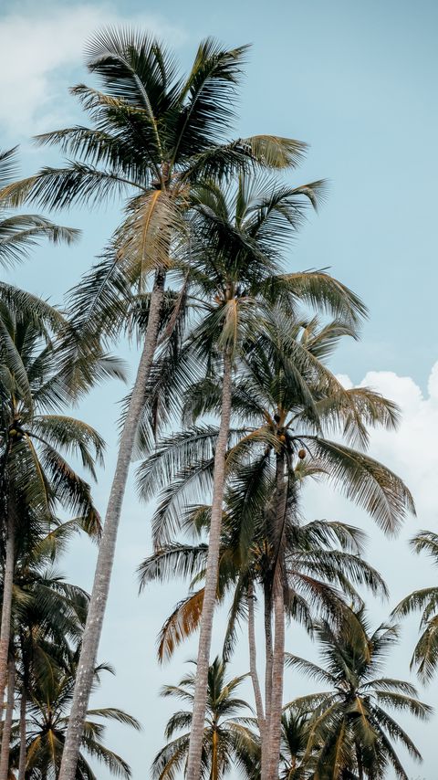 Download wallpaper 2160x3840 palms, trees, tropics, summer samsung galaxy s4, s5, note, sony xperia z, z1, z2, z3, htc one, lenovo vibe hd background