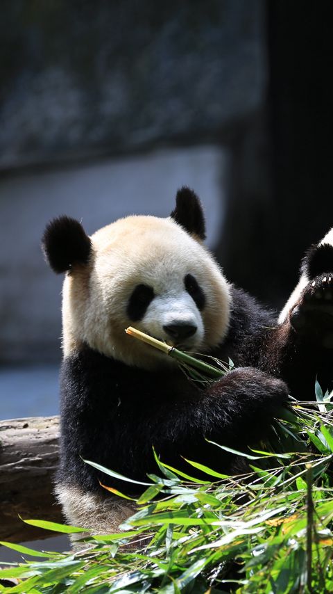 Download wallpaper 2160x3840 panda, animals, bamboo, leaves, cute samsung galaxy s4, s5, note, sony xperia z, z1, z2, z3, htc one, lenovo vibe hd background