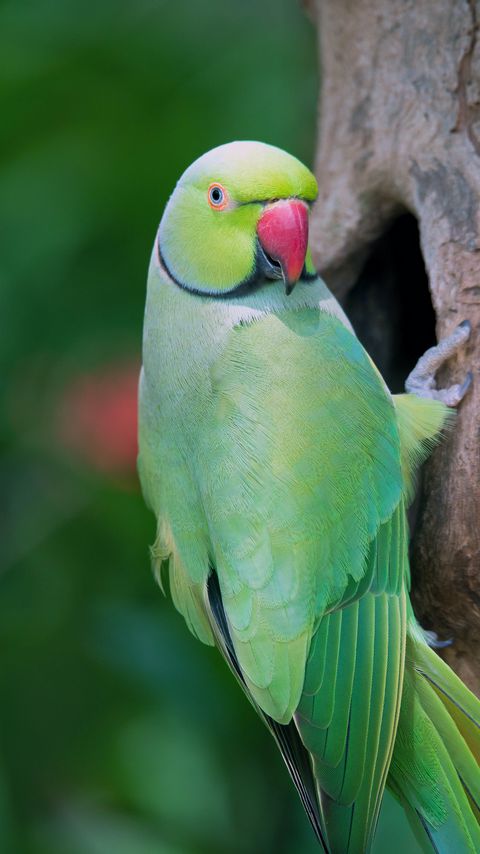 Download wallpaper 2160x3840 parrot, bird, tree, green samsung galaxy s4, s5, note, sony xperia z, z1, z2, z3, htc one, lenovo vibe hd background