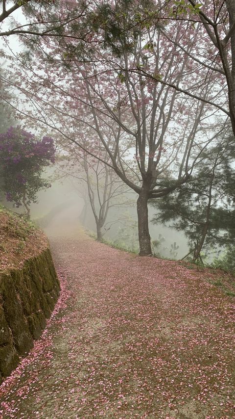 Download wallpaper 2160x3840 path, sakura, trees, fog, petals samsung galaxy s4, s5, note, sony xperia z, z1, z2, z3, htc one, lenovo vibe hd background