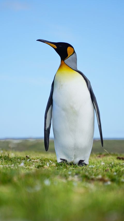 Download wallpaper 2160x3840 penguin, bird, grasses, wildlife samsung galaxy s4, s5, note, sony xperia z, z1, z2, z3, htc one, lenovo vibe hd background