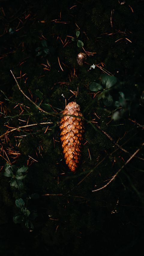 Download wallpaper 2160x3840 pine cone, leaves, grass, macro samsung galaxy s4, s5, note, sony xperia z, z1, z2, z3, htc one, lenovo vibe hd background