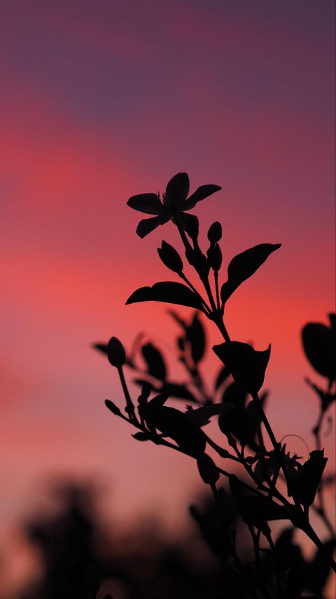 Download wallpaper 2160x3840 plant, leaves, branch, silhouette, sunset, dark samsung galaxy s4, s5, note, sony xperia z, z1, z2, z3, htc one, lenovo vibe hd background