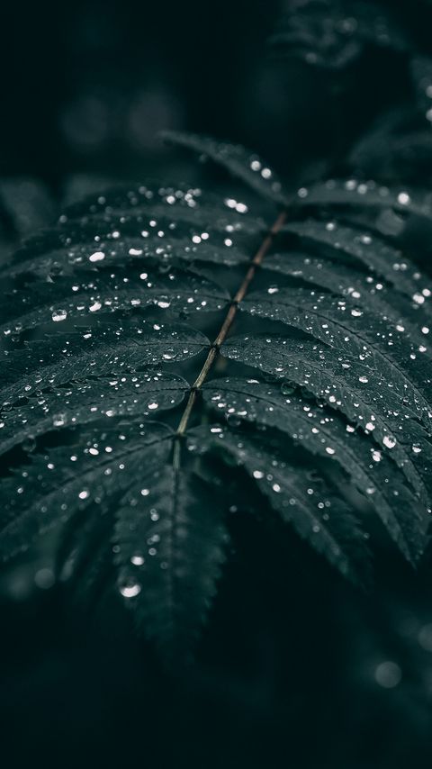 Download wallpaper 2160x3840 plant, leaves, branches, drops, macro, green samsung galaxy s4, s5, note, sony xperia z, z1, z2, z3, htc one, lenovo vibe hd background