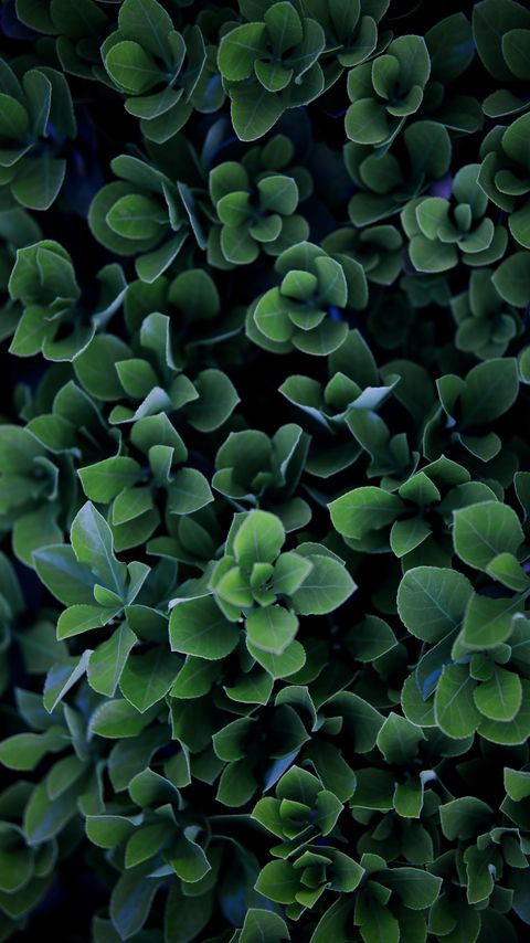 Download wallpaper 2160x3840 plant, leaves, bush, macro, green samsung galaxy s4, s5, note, sony xperia z, z1, z2, z3, htc one, lenovo vibe hd background