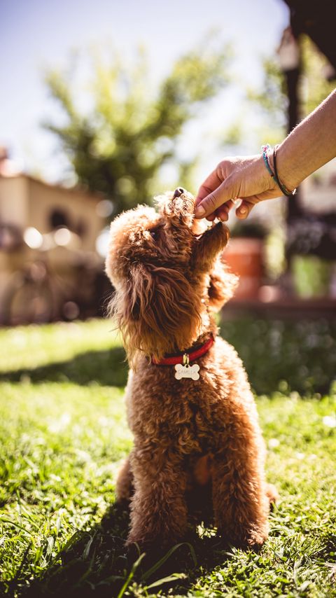 Download wallpaper 2160x3840 poodle, dog, animal, pet, brown, shaggy, hand samsung galaxy s4, s5, note, sony xperia z, z1, z2, z3, htc one, lenovo vibe hd background