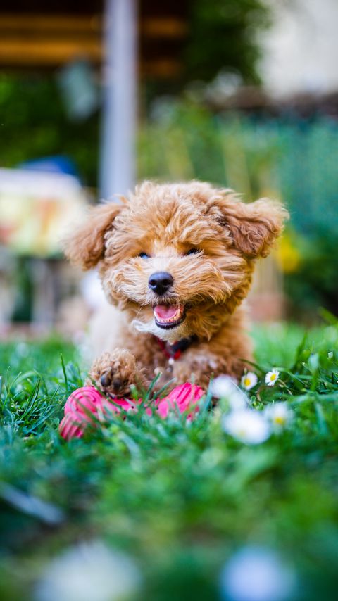 Download wallpaper 2160x3840 poodle, dog, pet, smile, fluffy, funny, cool samsung galaxy s4, s5, note, sony xperia z, z1, z2, z3, htc one, lenovo vibe hd background