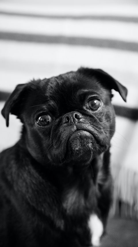 Download wallpaper 2160x3840 pug, dog, pet, black, glance samsung galaxy s4, s5, note, sony xperia z, z1, z2, z3, htc one, lenovo vibe hd background