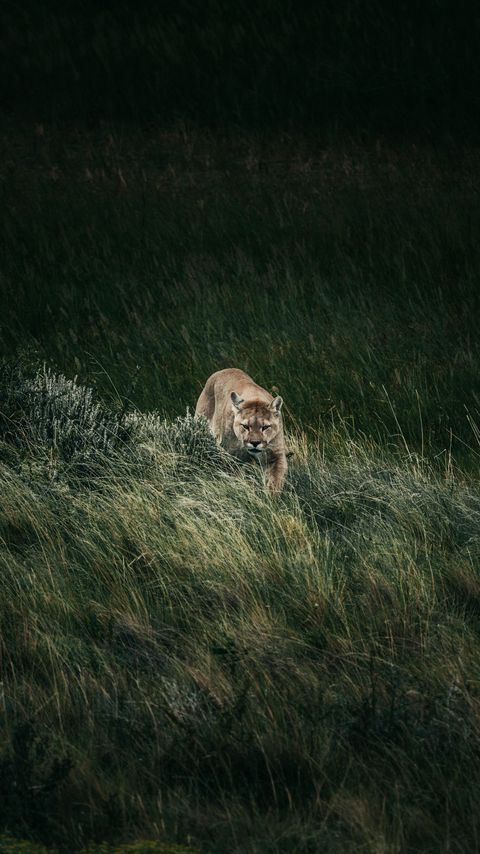 Download wallpaper 2160x3840 puma, predator, animal, big cat, wildlife samsung galaxy s4, s5, note, sony xperia z, z1, z2, z3, htc one, lenovo vibe hd background