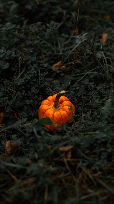 Download wallpaper 2160x3840 pumpkin, leaves, grass samsung galaxy s4, s5, note, sony xperia z, z1, z2, z3, htc one, lenovo vibe hd background