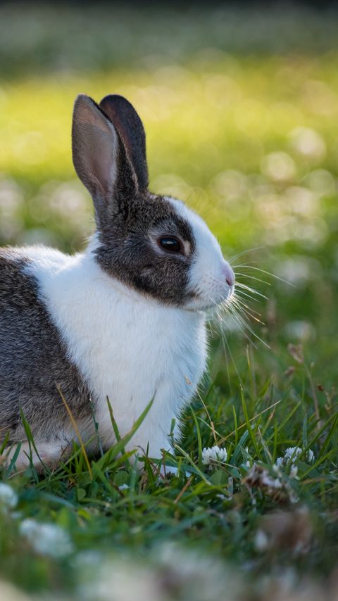 Download wallpaper 2160x3840 rabbit, animal, field, cute samsung galaxy s4, s5, note, sony xperia z, z1, z2, z3, htc one, lenovo vibe hd background