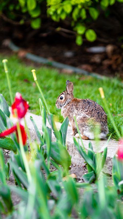 Download wallpaper 2160x3840 rabbit, animal, flower bed, tulips, flowers samsung galaxy s4, s5, note, sony xperia z, z1, z2, z3, htc one, lenovo vibe hd background